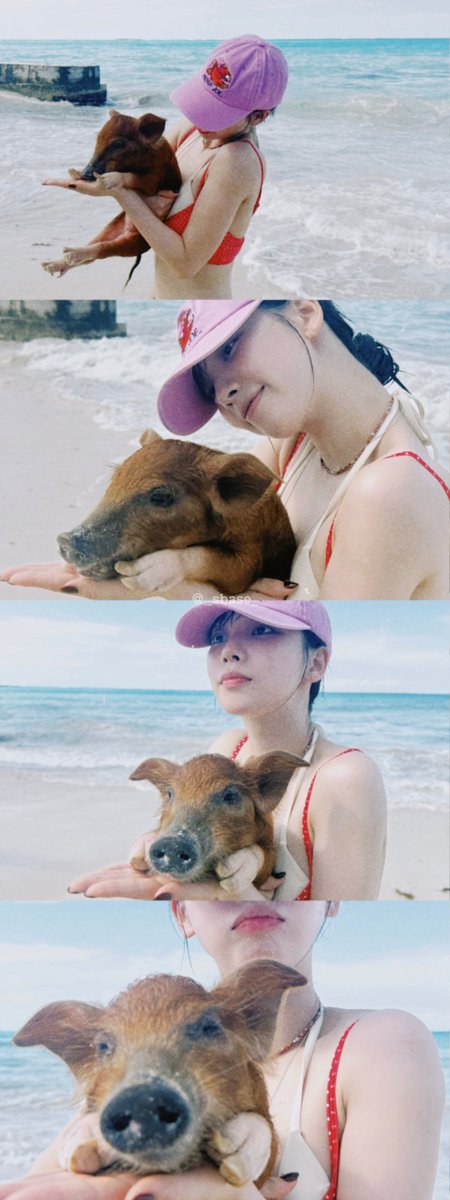 _sbase_'s tweet photo. 🇧🇸🏖️🐷🐷

我們的小金豬與巴哈馬小豬相遇了😍🥰
一大早就被可愛到💙 https://t.co/ksKki75kv4