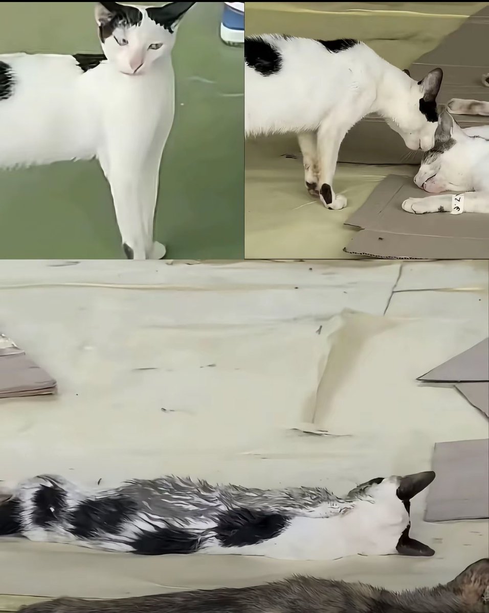Yy5ils's tweet photo. 爆火meme ，有小猫老吴的评论区，全部都有它。2026，猫咪新神诞生！
王之蔑视，王之嘲讽，王之陨落。
0x7abcc197f0d1ad736fd1cf966ff3efed24037777 https://t.co/RJ2JfXwUuv