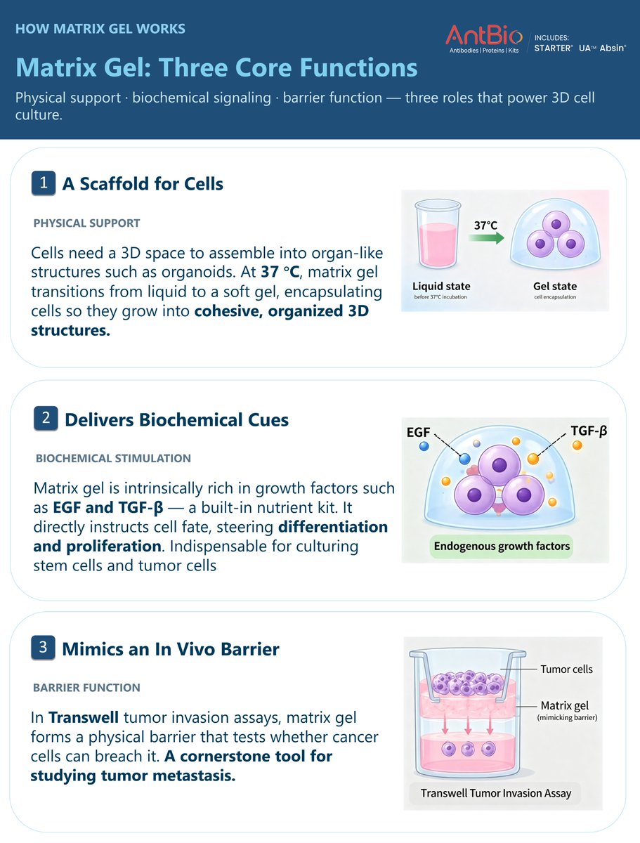 AntBio_'s tweet photo. AntBio OrganoGel for 3D cell culture
▫️Organoid culture
▫️Angiogenesis assays
▫️Stem cell expansion
▫️In vivo tumorigenesis

3 roles: scaffold, biochemical signals, barrier model.
Variants for different experiments.

#OrganoGel #LabReagents #3DCellCulture #AntBio https://t.co/oi5uPrNSu0