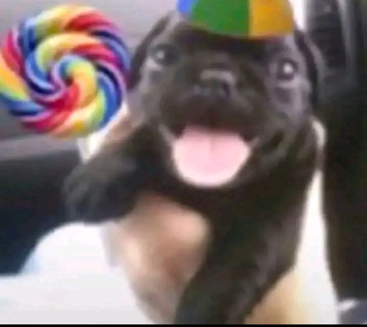 ricetopic's tweet photo. @centralvzn @shimaskr_ik feeling like a dog hearing its favorite words https://t.co/U2P2dIm17Z