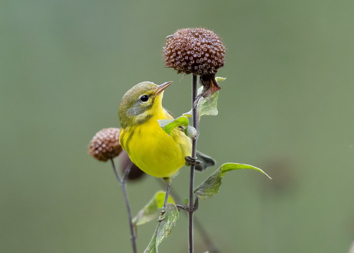 VenusNabs's tweet photo. Prairie Warbler at the Northside entrance of the Davis Center in Central Park this afternoon. #bircpp #nature #birds https://t.co/YF0dm0RCJf