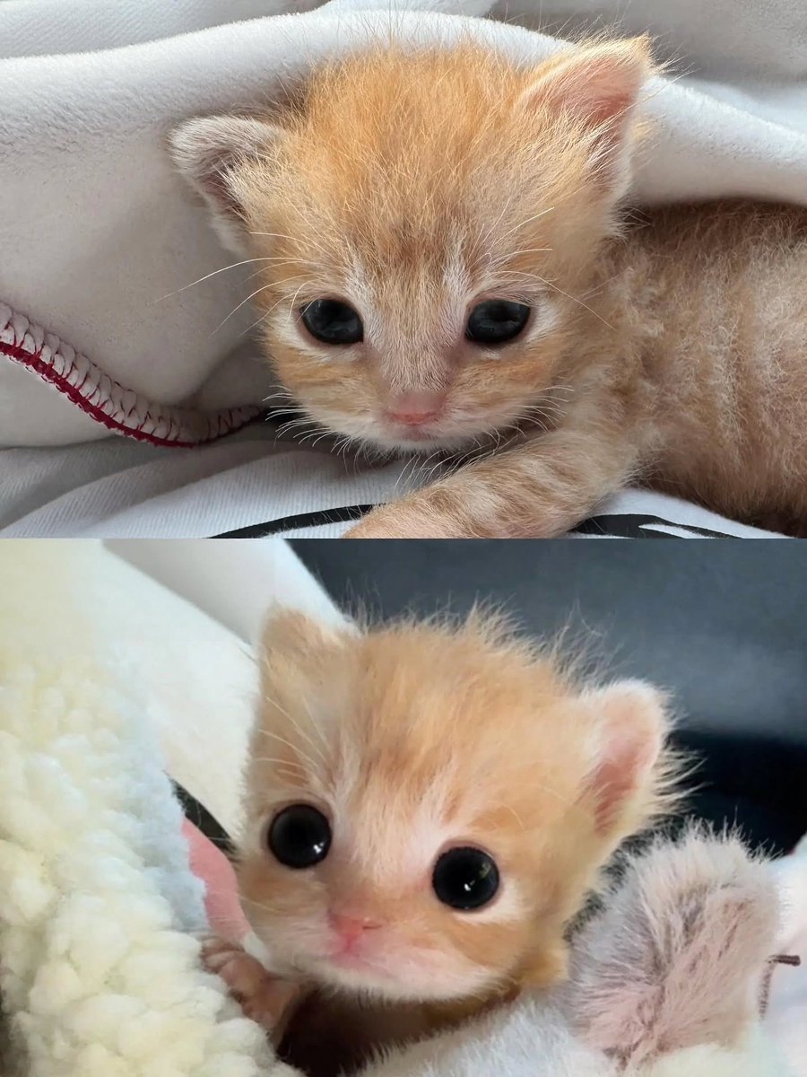 NoCatsNoLife_m's tweet photo. Cats evolved to be cute as a survival strategy and successfully turned humans, the species at the top of the food chain, into their servants 😂 https://t.co/vG5JapH4bg