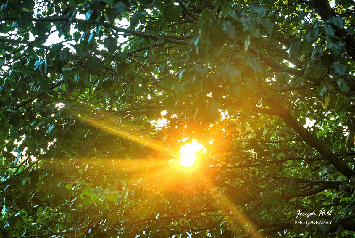 JosephHill3794's tweet photo. Sunset☀️🌳 
#September2026
Photo By: Joseph Hill🙂📸☀️

#sunset #bright #evening #dusk #trees #nature #beautiful #peaceful #daylight #NaturePhotography #SouthernPinesNC #September https://t.co/5rIGJ2K5FV
