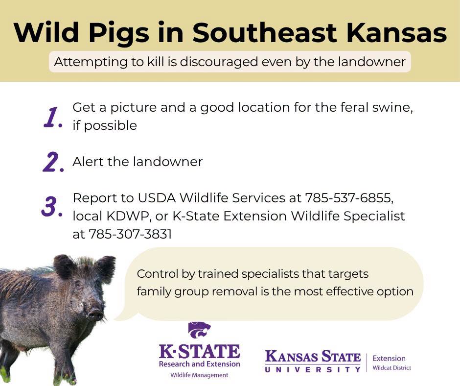 WldcatAg's tweet photo. With recent sittings in Wilson Co. Here is what to do if you see feral pigs⬇️

Kansas has fewer feral pigs than it did 20-25 years ago and we're dedicated to keeping it that way! While not shooting them seems counterintuitive, KS is THE model of successful feral swine control. https://t.co/tA6OiNkzXU