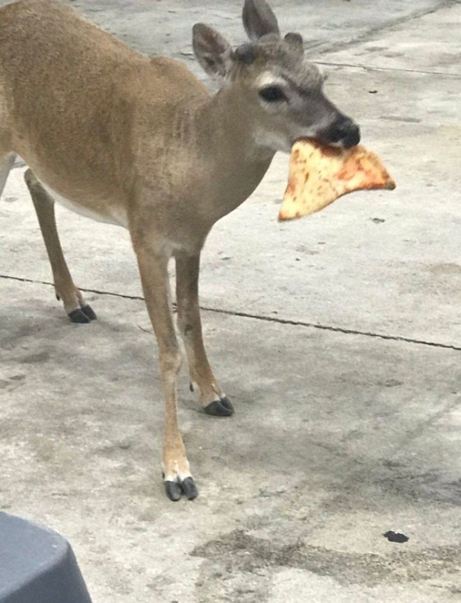 deershouldnt's tweet photo. mmm peesha https://t.co/PDRXvl5tjS