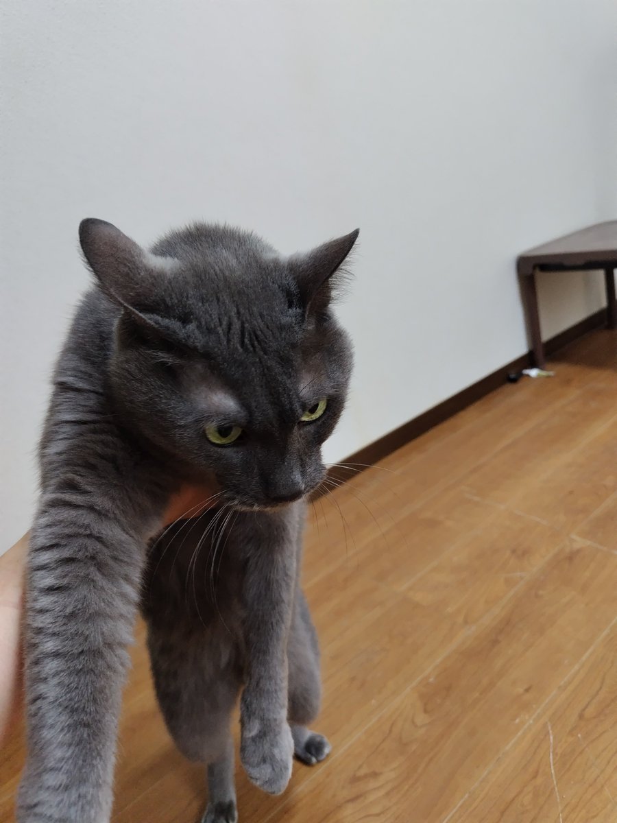 gopher202626's tweet photo. シーバの箱の裏のネコがうちのネコにそっくりだからネコ部屋の横の壁に貼られてる( ᐛ)笑
４才の発想力がかわいい https://t.co/x9E9O1IYJL