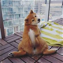 ass_stamp's tweet photo. NEW LAUNCH DETECTED 

SHIBA ASS 6rkoUjKGdMTJQzU5sHmEeVp4WHMtptf9WUAuoU19nUfU https://t.co/YmjFEnc0Pg