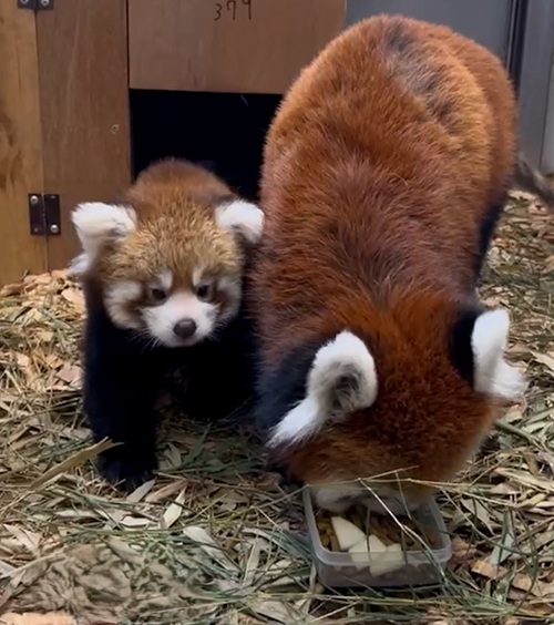higashiyamapark's tweet photo. 【オフィシャルブログ】
レッサーパンダの仔の近況3

#レッサーパンダ の #まるこ の仔ですが、生後2ヶ月をすぎた頃から産箱の入り口辺りに出てくるようになり、顔はよく見られるようになりました。

https://t.co/bpTg6zQh8q

#東山動植物園 #動物園 #シセンレッサーパンダ #赤ちゃん https://t.co/27Ob0DJZCr