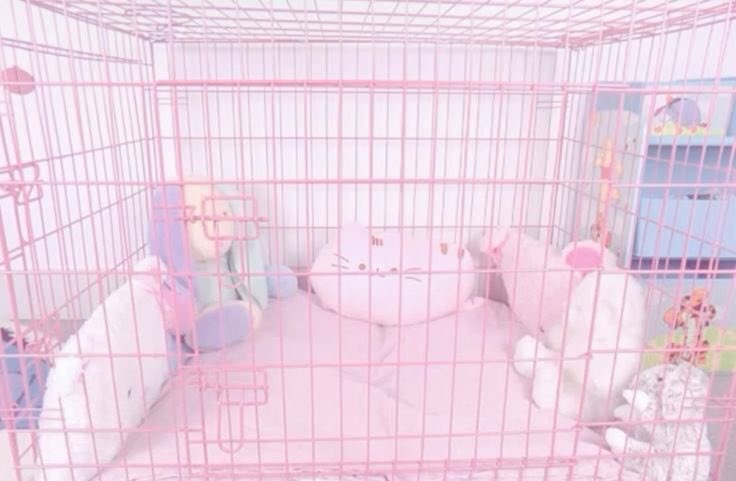 angeldollyxxx's tweet photo. Pra vocês a gaiola é uma recompensa ou uma punição?🐾 https://t.co/bP3GhkA8ye