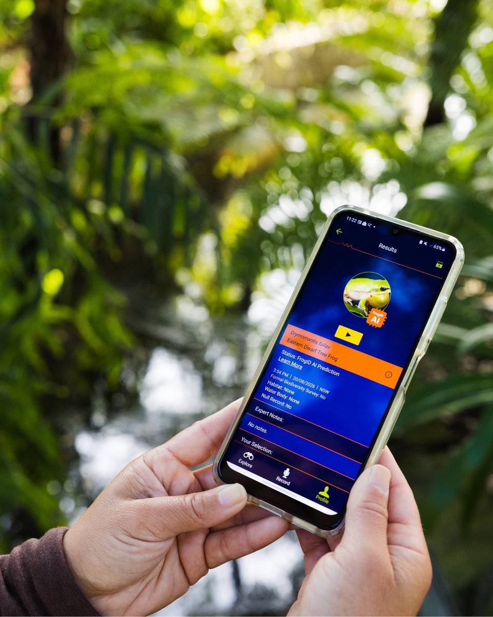 FrogIDAus's tweet photo. 🐸 Something exciting is hopping your way.
We've been working behind the scenes on improvements to #FrogID, including a new feature called FrogID AI, providing faster species suggestions for your recordings. Get ready to update your app in October: https://t.co/OkBsmvtd7C https://t.co/zKe2eJ8oL0