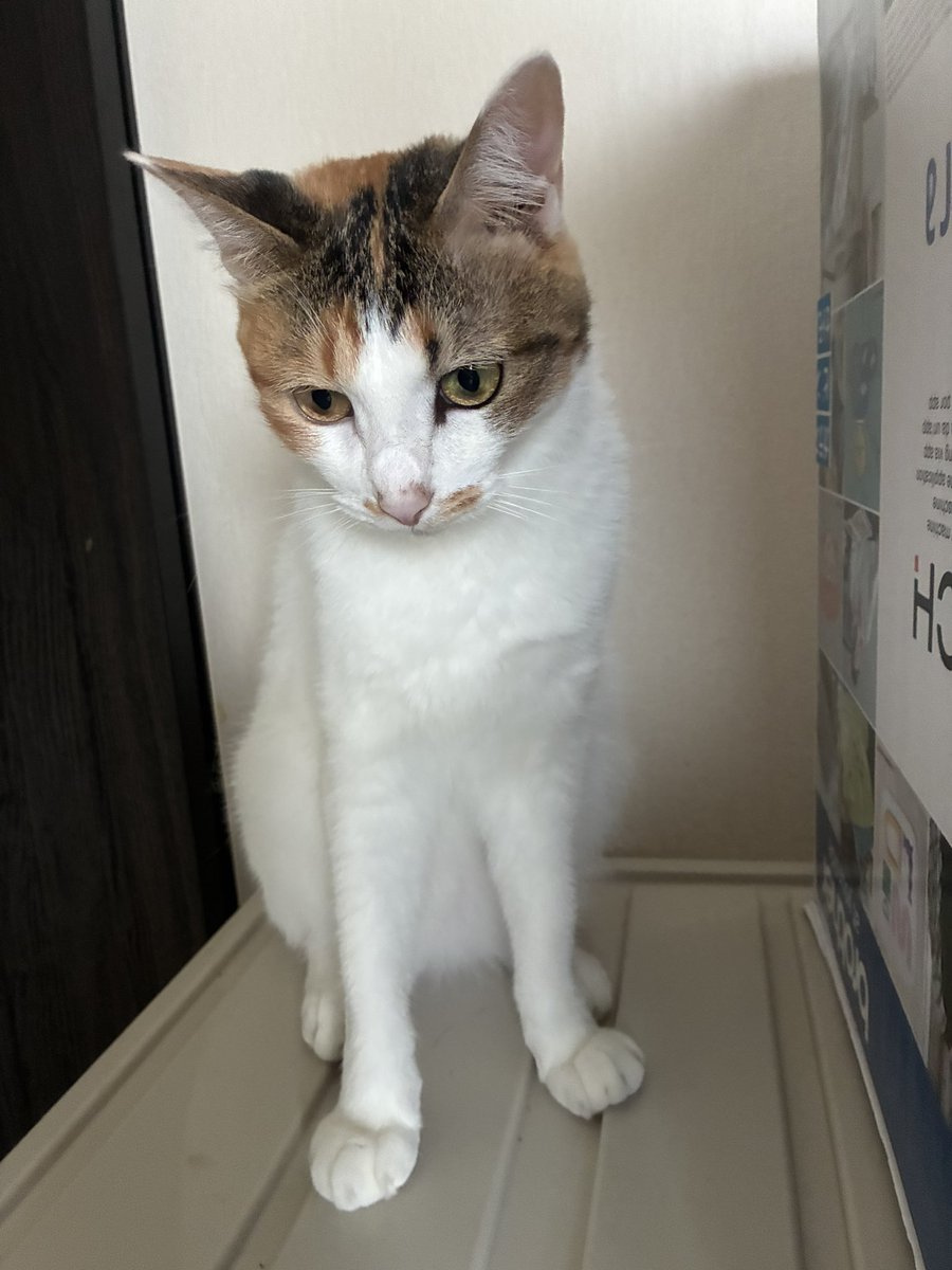 cellbururu's tweet photo. セルジオ悦子は貧乳でしょんぼりやで https://t.co/QDYYP3dndz