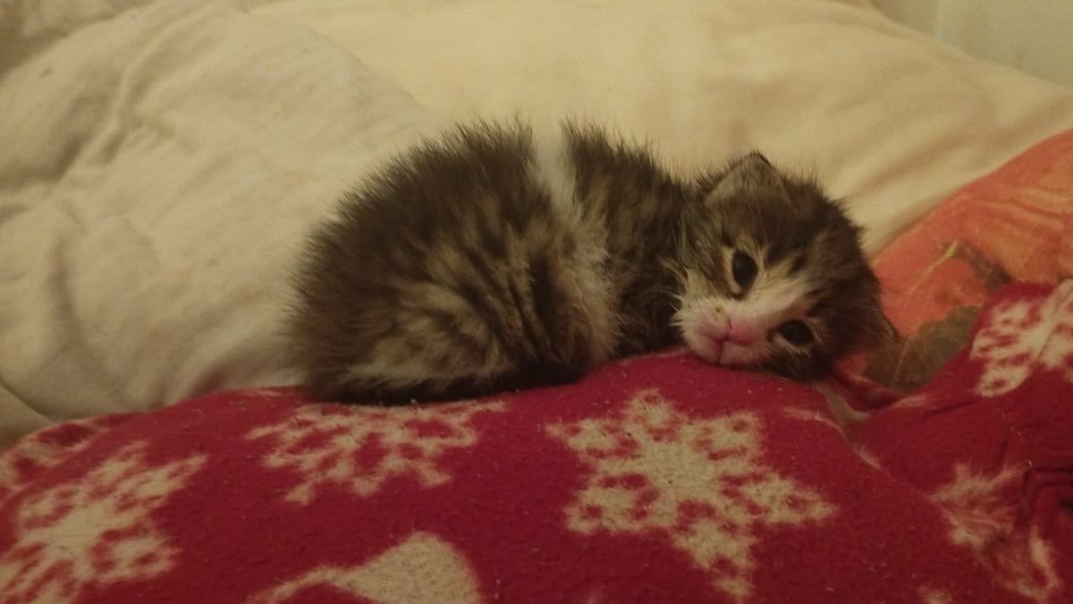 catsworldaura's tweet photo. https://t.co/kyQt1nupmx