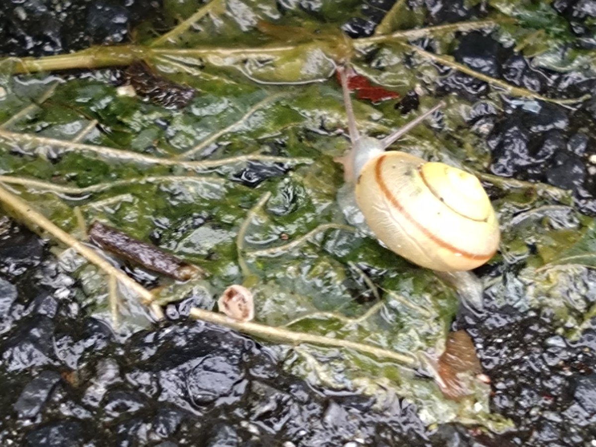 photpush's tweet photo. 滋賀ブラリ
雨が続いてます。最近お目にかかれなかった、でんでん虫に遭遇した。昔はもっと大きなでんでん虫と言うより、カタツムリは見ないね。 https://t.co/zY73Tysg8Y
