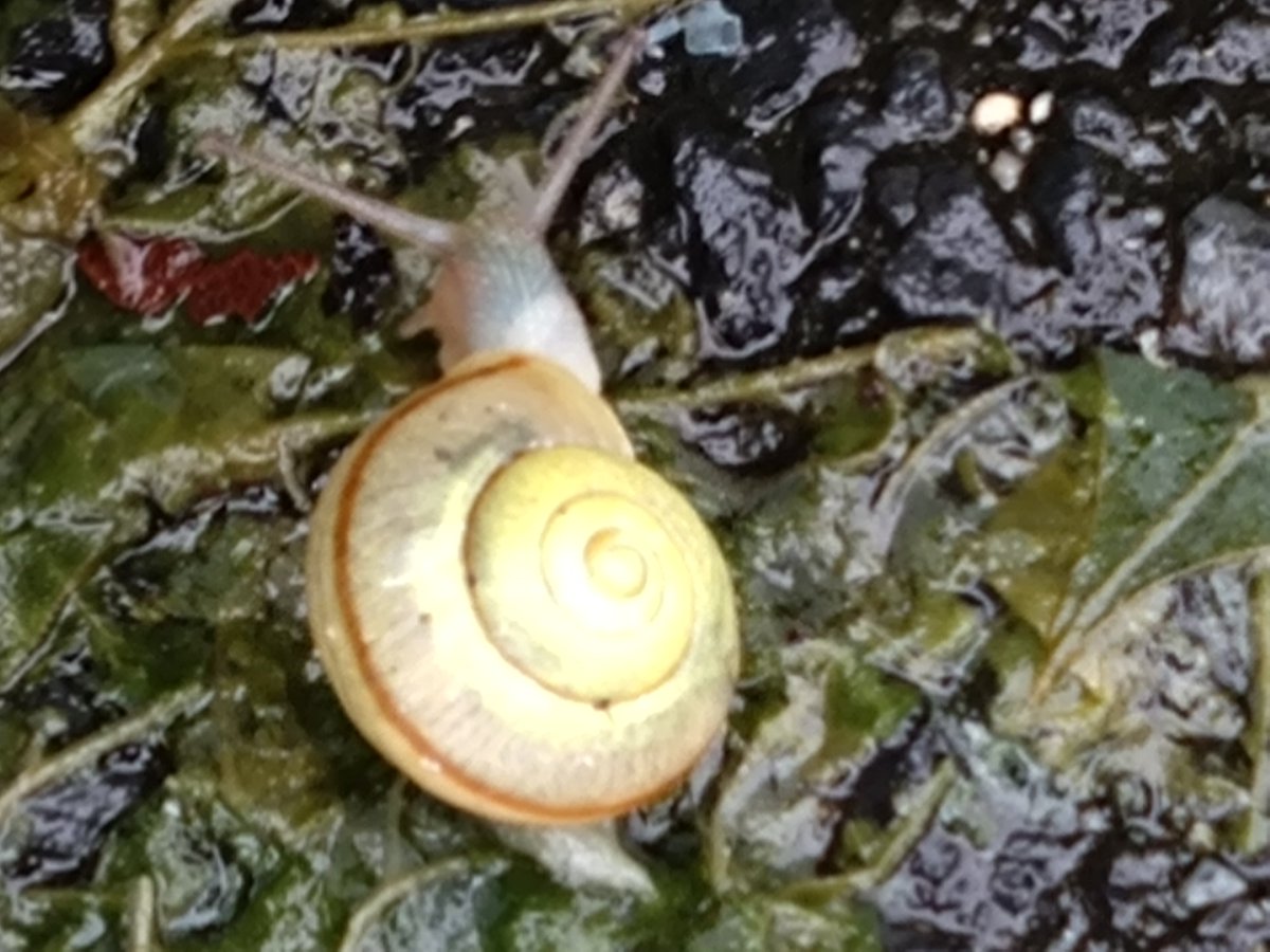 photpush's tweet photo. 滋賀ブラリ
雨が続いてます。最近お目にかかれなかった、でんでん虫に遭遇した。昔はもっと大きなでんでん虫と言うより、カタツムリは見ないね。 https://t.co/zY73Tysg8Y