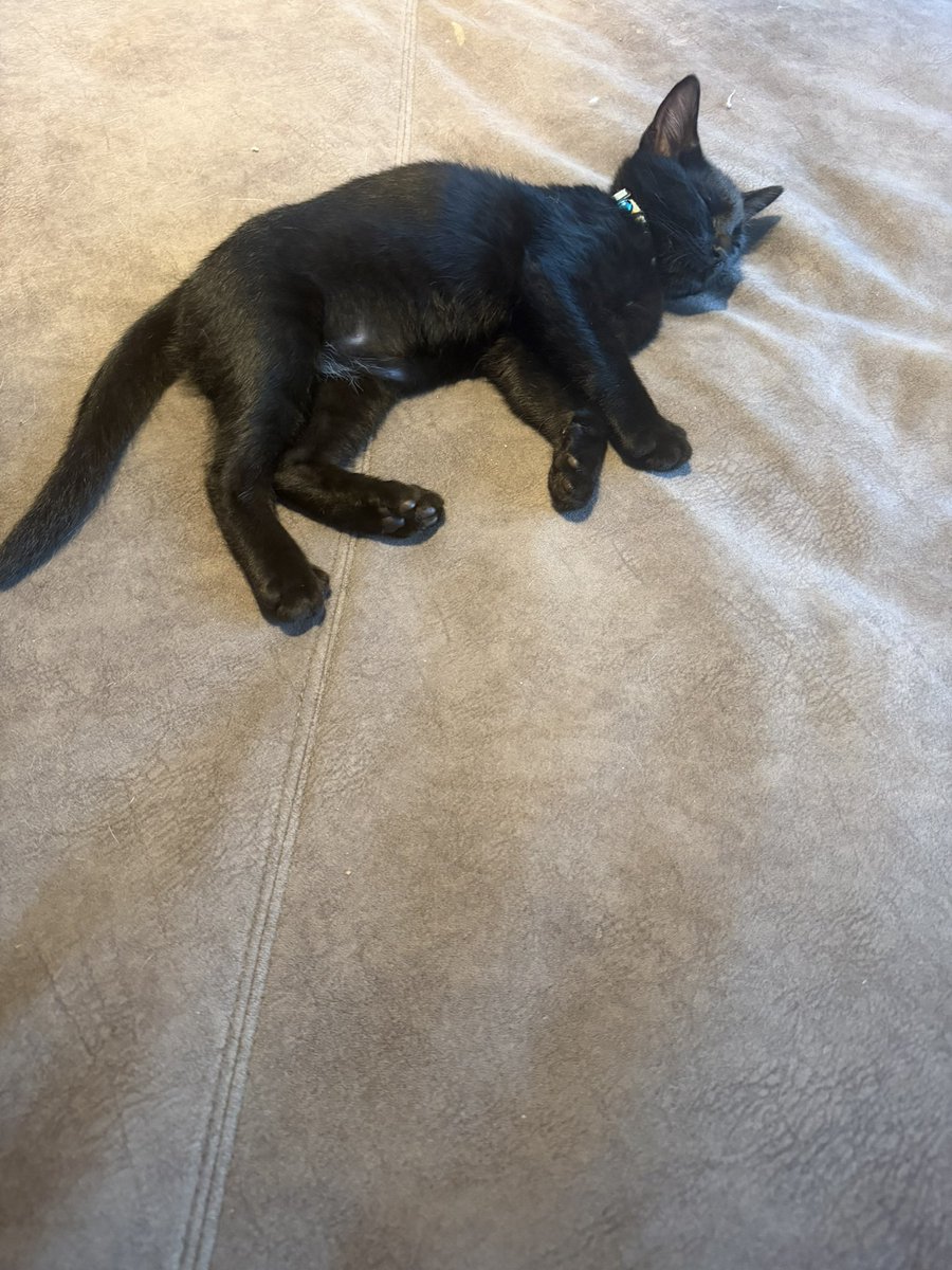 menta_ochyo_azu's tweet photo. 充電が切れた猫 https://t.co/LupqQ6YEbz