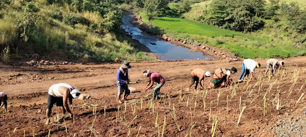 Kashi_CE's tweet photo. ๐ฑ VETIVER GRASS FOR SLOPE STABILIZATION & EROSION Control
๐KCE Varanasi
๐ง kashiconstruction.eng@gmail.com
๐ 9415131384
#VetiverGrass #ChrysopogonZizanioides #SlopeStabilization #ErosionControl #BioEngineering #SlopeProtection #Geocell #CoirMat #CivilEngineering #GreenInfra https://t.co/kO0JPIaF3K