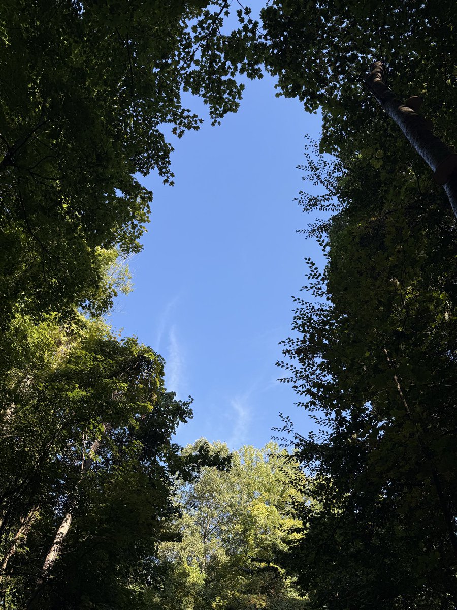 zeitgeistlens's tweet photo. Walking through the trees.. Listening to the breeze.. Anything to get my mind off things | Nature will always be my BFF. 🫂🌳 https://t.co/lo9bxb4w9n