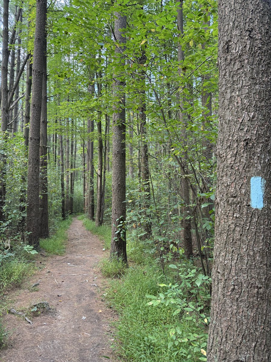 zeitgeistlens's tweet photo. Walking through the trees.. Listening to the breeze.. Anything to get my mind off things | Nature will always be my BFF. 🫂🌳 https://t.co/lo9bxb4w9n