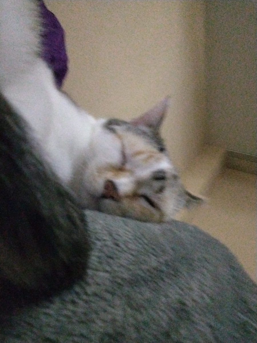 ladyevil_lye's tweet photo. @secretevgar The baby is good 🥺✨️ Today we also came back from the vet and they said everything was fine✨️ https://t.co/9fWfxvgyOK