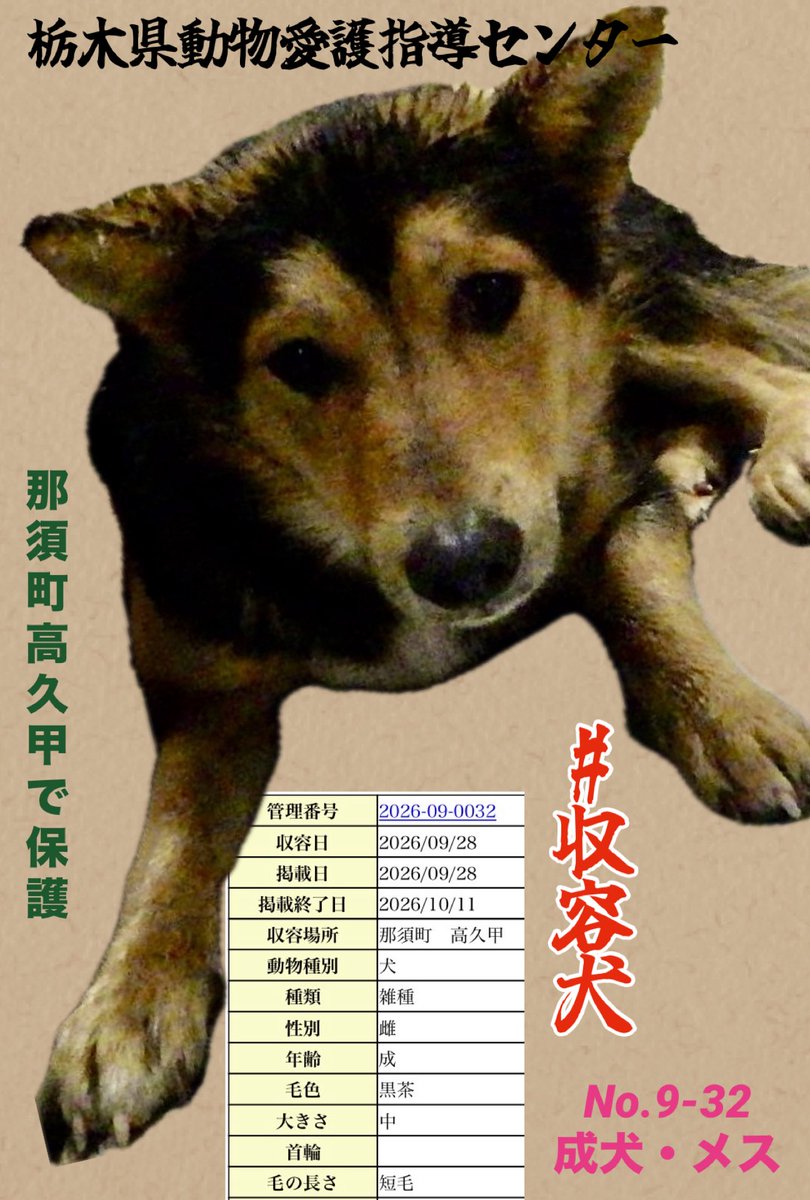 gollfe's tweet photo. シェパード系の特徴も感じられるメス 那須地域では野犬や仔犬の収容が繰り返されています
 過去に遺棄された犬から繁殖が続いている可能性も否定できませんが、この子のルーツを断定することはできません
🍀#収容犬
🆘栃木県動物愛護指導センター🆘

🔹No.9-32
🔹雑種・メス・成犬
🔹黒茶・中型・短毛
🔹首輪なし
🔸9/28 那須町高久甲で収容
♦️掲載終了 10月11日

写真では強い警戒心がうかがえますが
人馴れしていないことだけで
この命の未来を閉ざさないで欲しい

そして、収容を繰り返すだけではなく
なぜこの地域で犬が生まれ続けているのか
行政には不妊去勢を含め、これ以上繁殖を繰り返さないための根本的な対策を進めていただきたいです🙇🏼‍♀️

譲渡へ繋がりますように🙏🏻🍀

🍀個人譲渡⬇️
https://t.co/LaQaMCES2i