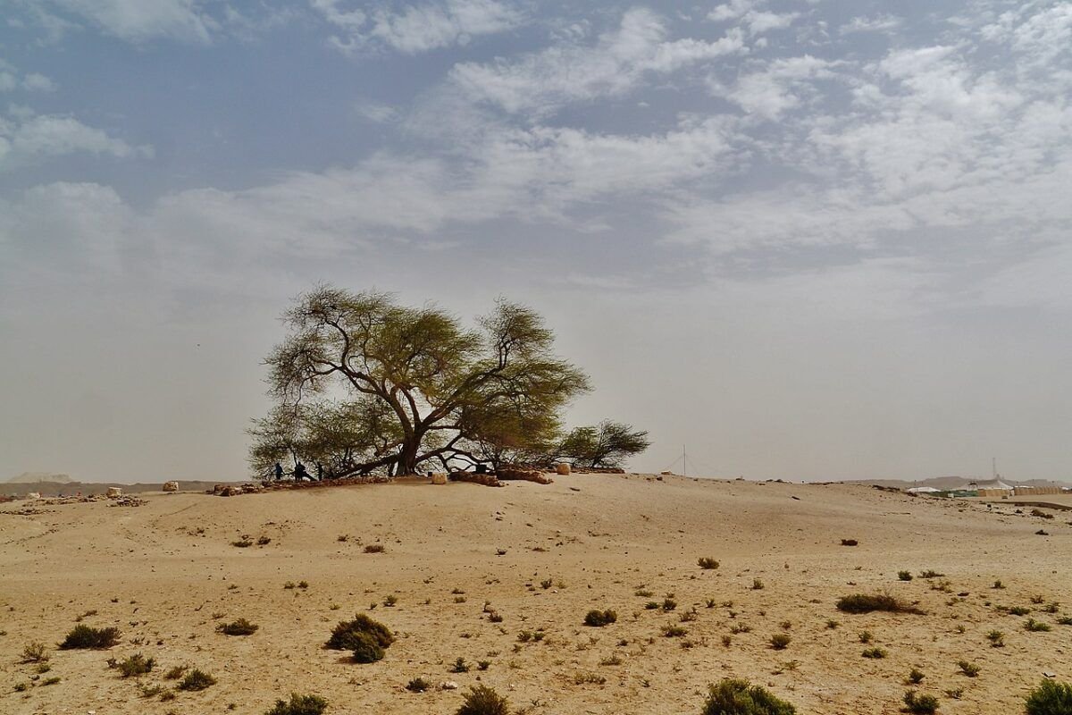 MongabayID's tweet photo. Misteri pohon ajaib di tengah gurun! Hidup sendirian 400 tahun tanpa ada sungai atau sumur di sekitarnya! 

Di gurun pasir Bahrain, ada pohon bernama Tree of Life (Shajarat al-Hayat) yang bikin bingung para ilmuwan dunia. https://t.co/gLBIGaee5D