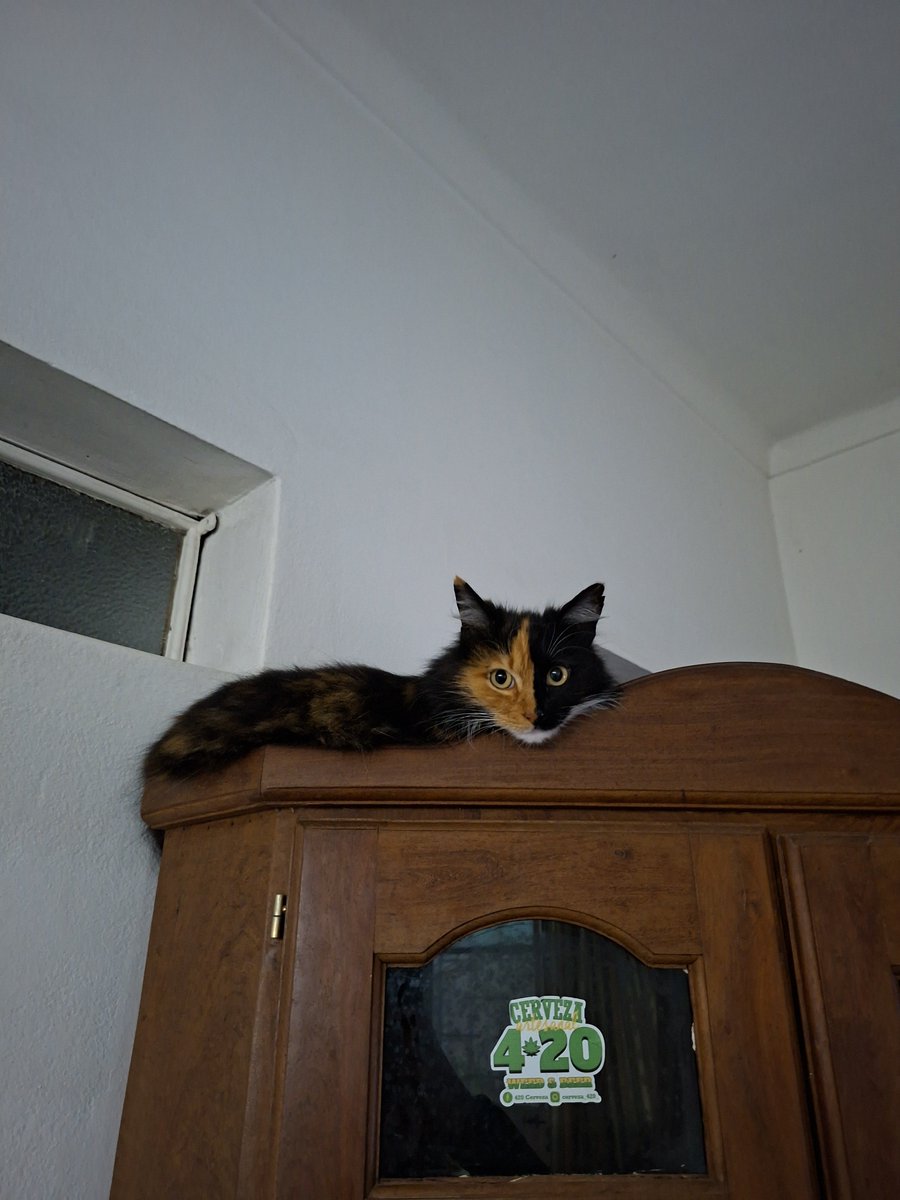 monk3yflip's tweet photo. mi gata siendo literalmente la más hermosa de todo el universo https://t.co/q5p9nNr2JF