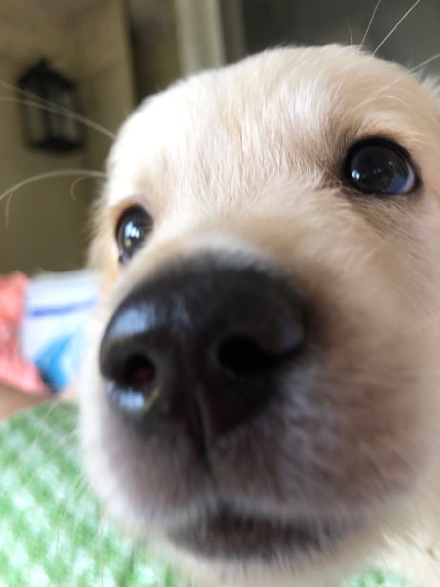 moongzip's tweet photo. 안녕조아..(조은아침이라는뜻..ㅠ)
-사진은..가슴팍이묵직해서눈떠보니까위에띨롱올라앉아서..교수님잠잘잣어요??..하고잇는아기강아양재원입니다.- https://t.co/eKyp0Aim6G