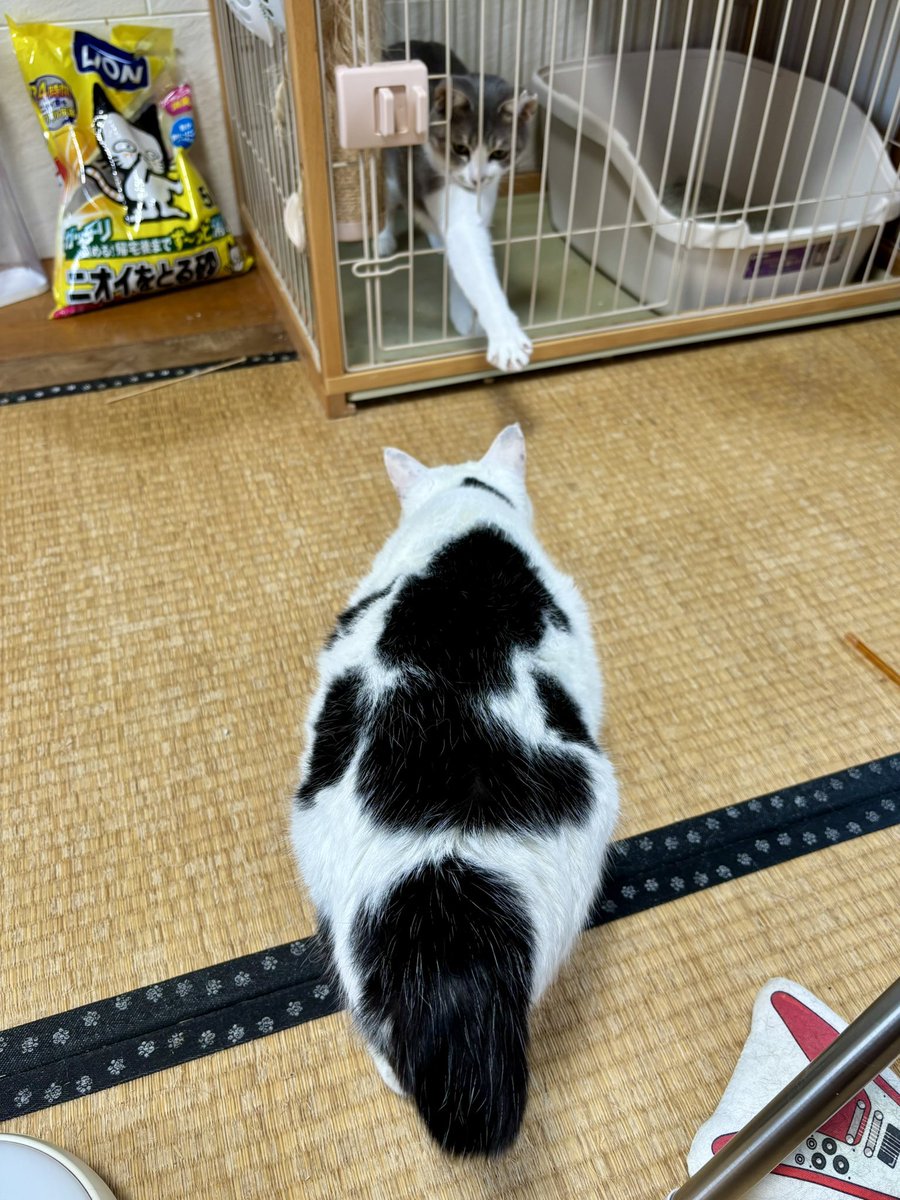 muddycat_atami's tweet photo. 未知との遭遇 https://t.co/sc0tTmzk9I