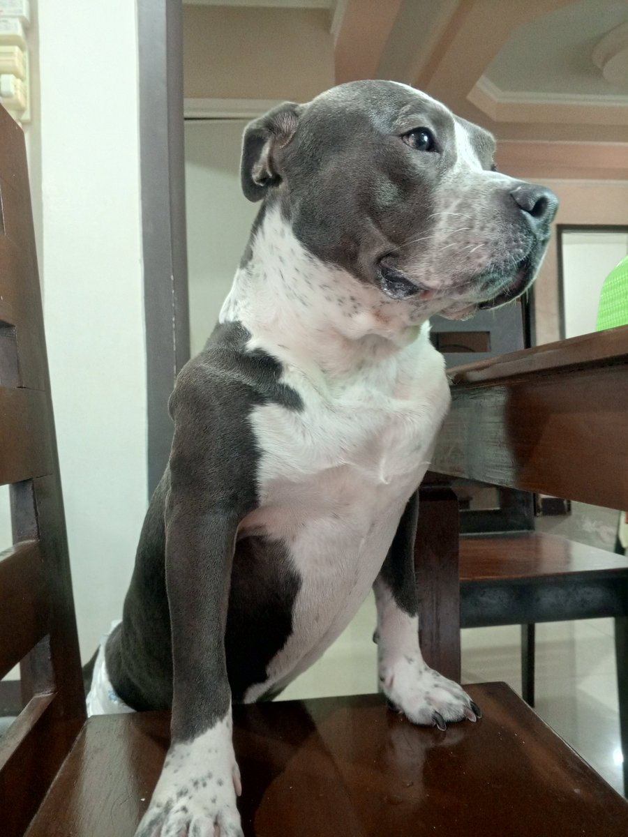 LeonMakinSauce's tweet photo. Happy birthday to my doggy Chapo, he's 3 years old now 🥺🥺🥺

 Kahit hyper kaayo ka na aso Minsan samok, love gyapon ka namo chapo❤️❤️❤️ https://t.co/WxOE4rDeLp
