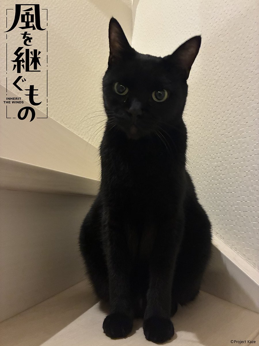 kaze_tsugu's tweet photo. きょうは #招き猫の日 🐈‍⬛

こっちにくるにゃ😤

▼劇場先行版『風を継ぐもの -はじまり-』予告映像
https://t.co/IlY2SKHagh

#かぜつぐ #風を継ぐもの https://t.co/DeZSkDb20G