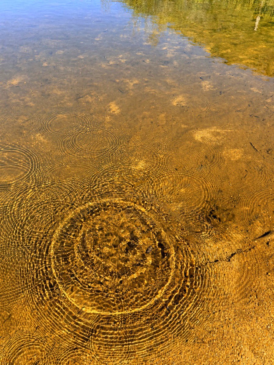 Thru_J_Eyes's tweet photo. One little splash and suddenly the whole pond has opinions. ๐ฃ โข*ยจ*โข.๏ฝก๐
#RippleEffect #StillWaters #NatureDetails #GoldenHourGlow #WaterPhotography #ThroughMyEyes #OneCircleAtATime #QuietNature https://t.co/cx9a5YL16D
