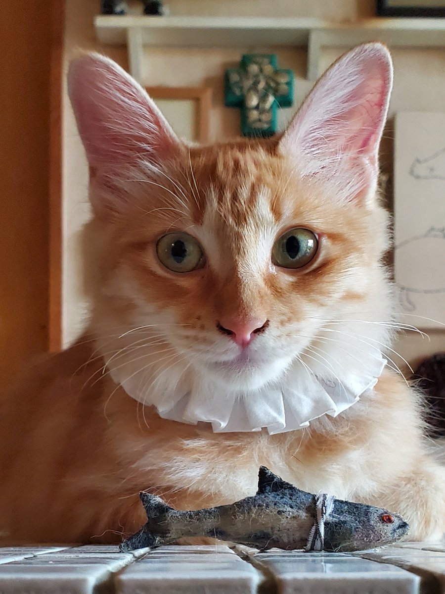 kuruminoisu's tweet photo. お転婆チャコちゃん、家族募集中。
美しい猫です。 https://t.co/ih3lqusQC0