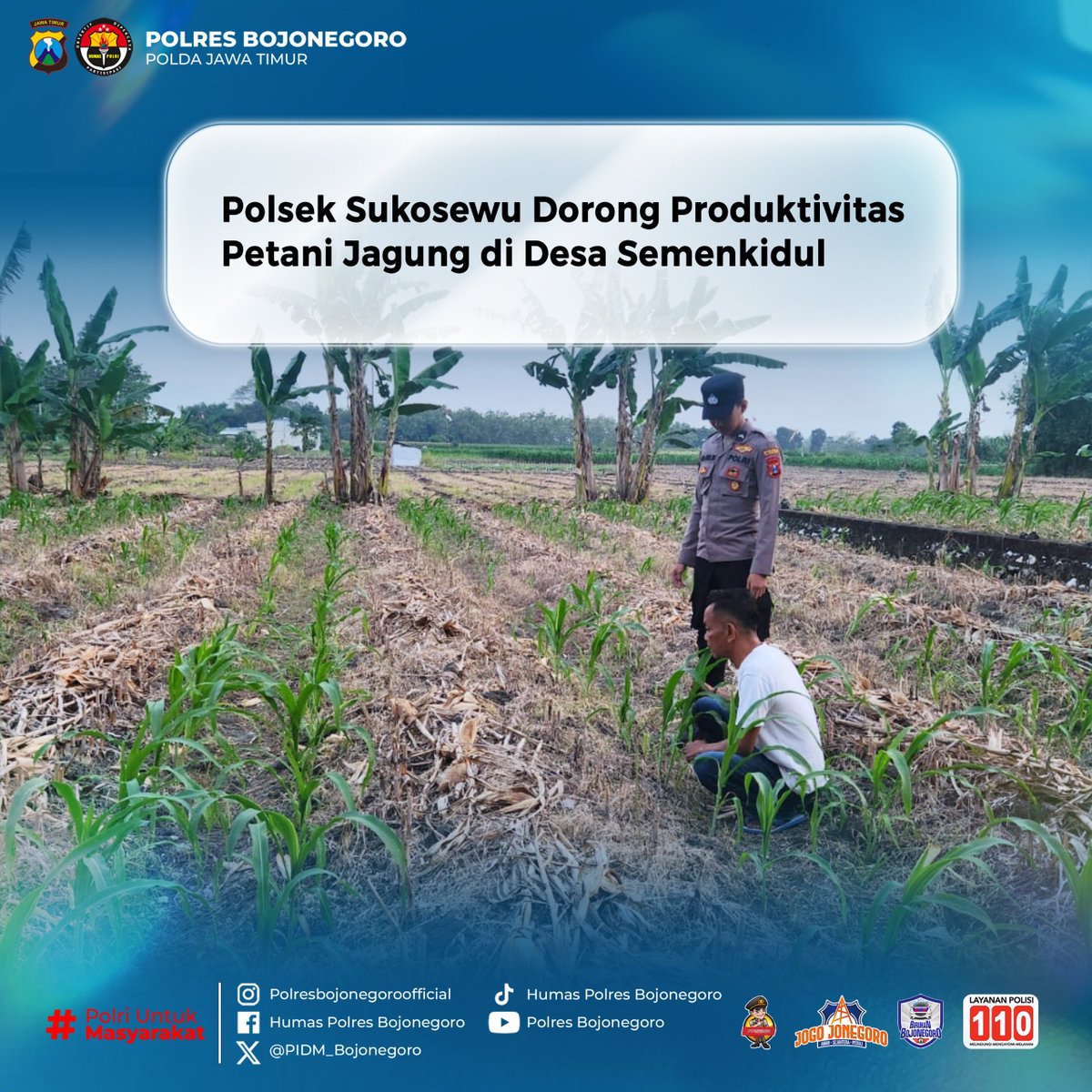 EkoDedyZld's tweet photo. Polri hadir bukan hanya menjaga keamanan, tetapi juga mengawal ketahanan pangan. Personel Polsek Sukosewu turun langsung mendampingi petani jagung di Desa Semenkidul sebagai wujud kepedulian dalam meningkatkan produktivitas pertanian dan kesejahteraan masyarakat. https://t.co/JjjRgFK8MG