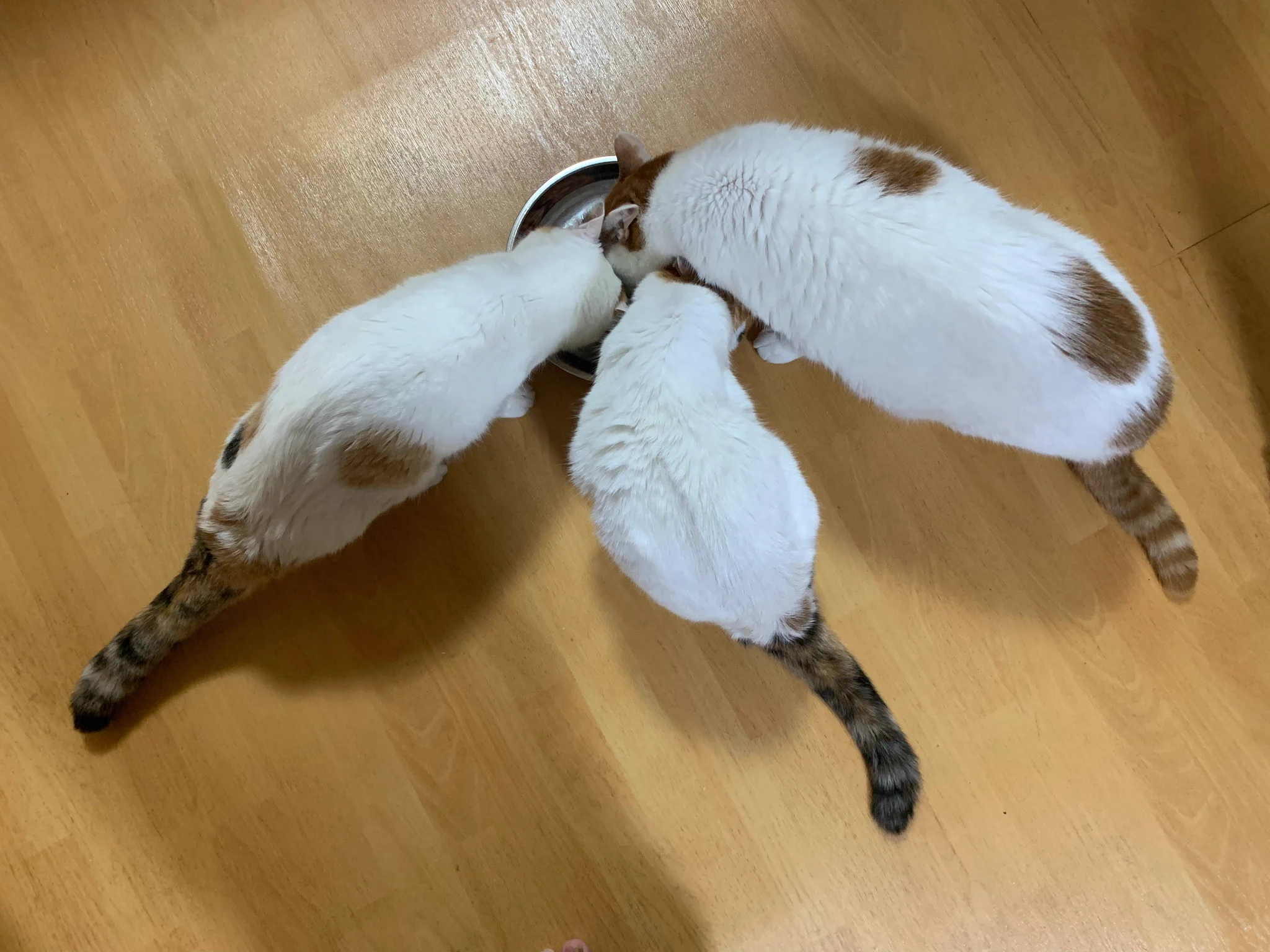 猫じゃらし on X: 