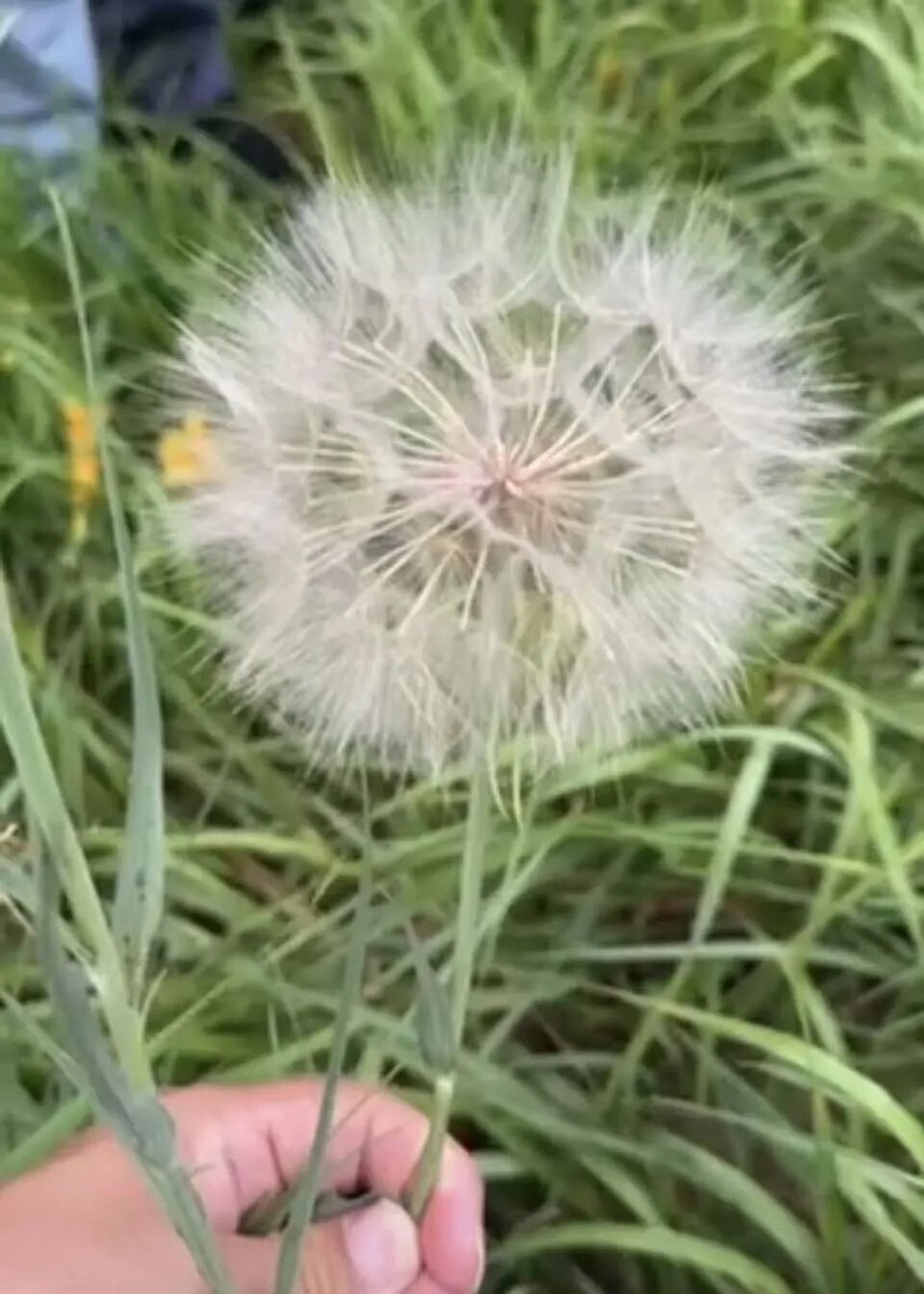 w_trent_935_dfa's tweet photo. The cute little bee hums while it buzzes around the big, fluffy dandelion that makes the tall grass sway gently in the breeze.， https://t.co/UXMX3XbKKE