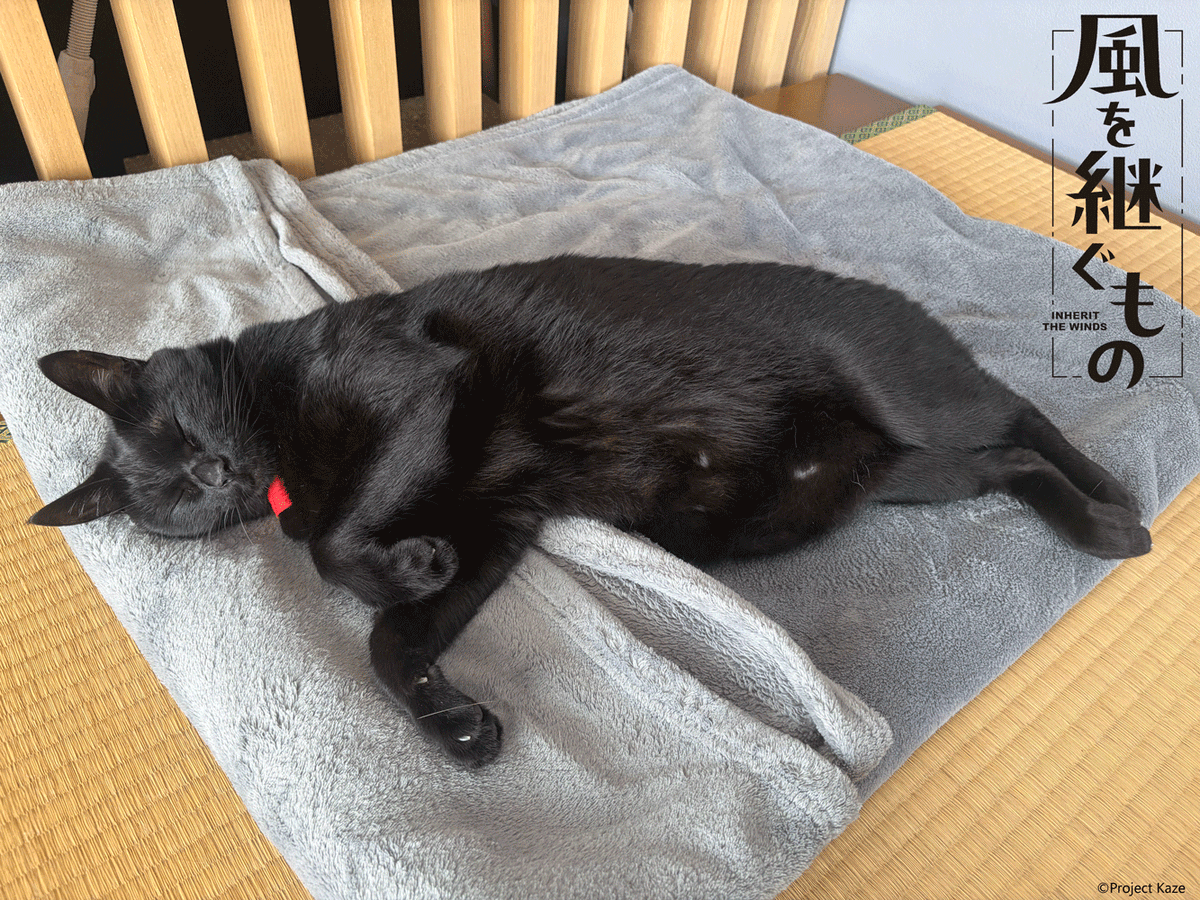 kaze_tsugu's tweet photo. きょうは #招き猫の日 🐈‍⬛

こっちにくるにゃ😤

▼劇場先行版『風を継ぐもの -はじまり-』予告映像
https://t.co/IlY2SKHagh

#かぜつぐ #風を継ぐもの https://t.co/DeZSkDb20G