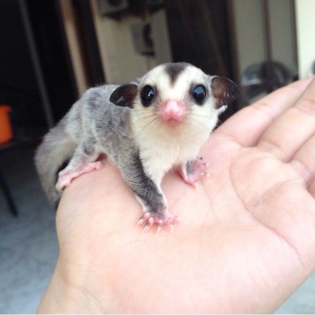 HOLO_FOOL's tweet photo. 📸 i bet people are anticipating that cloudy’s a cat or a bat or something but then they become a sugar glider LMAO https://t.co/bWBwebEPKN