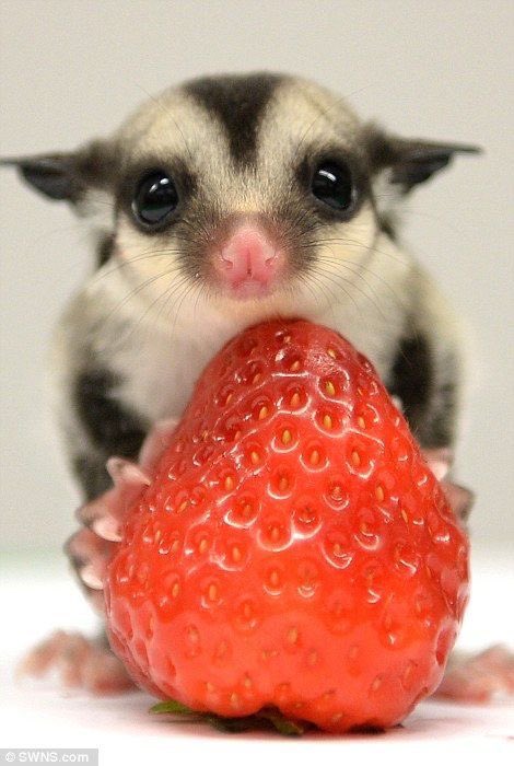 HOLO_FOOL's tweet photo. 📸 i bet people are anticipating that cloudy’s a cat or a bat or something but then they become a sugar glider LMAO https://t.co/bWBwebEPKN