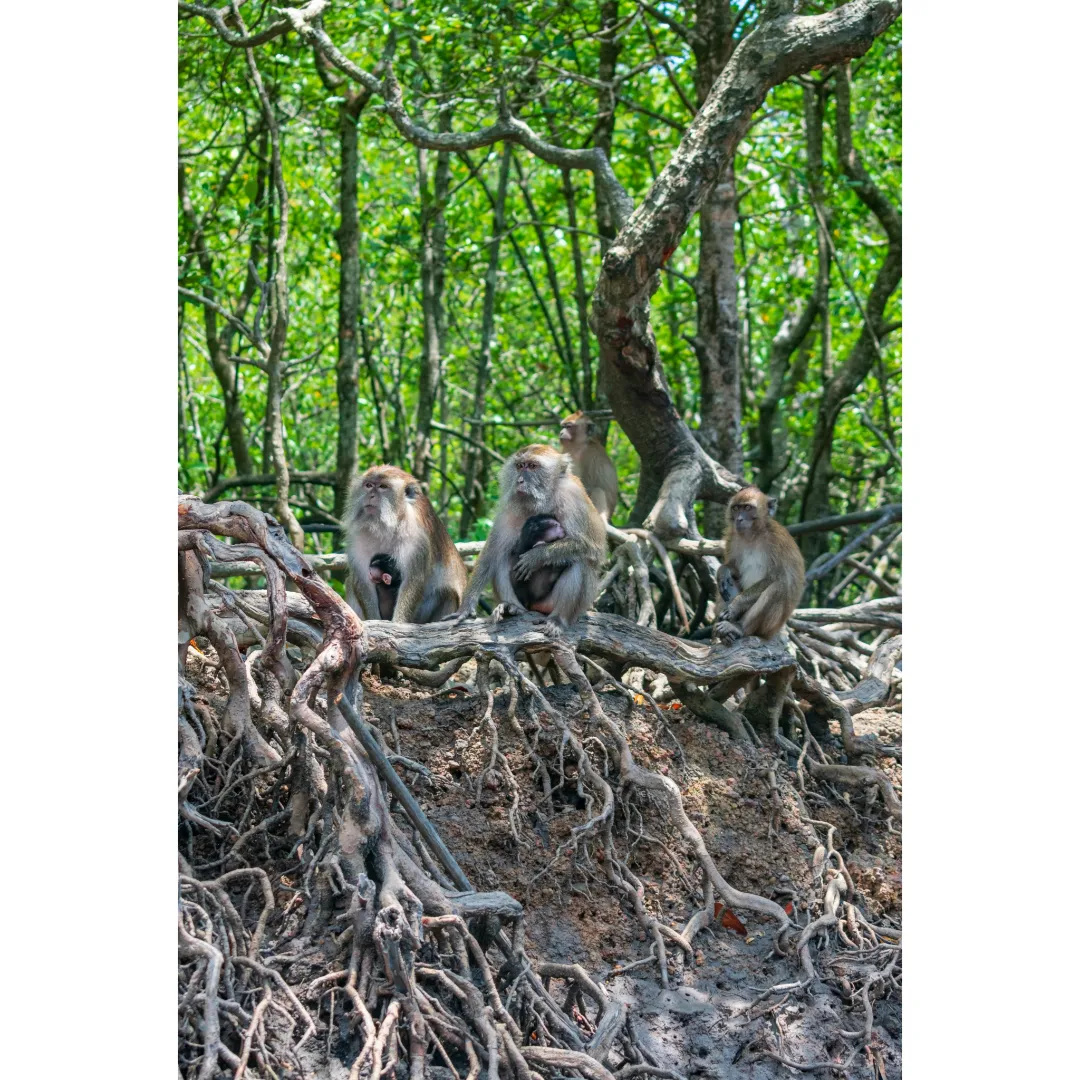 MANOELVITOR9's tweet photo. 📍 Langkawi, Malasia
📅 Abril 2024.. #wanderlust #travel #viaje #fotografia #photography #travelphotography #landscape #photo #voyaged #malasia #malaysia #visitmalaysia #spring #primavera #langkawi #island #isla #monkeys #monos https://t.co/vD8EAQiRkx