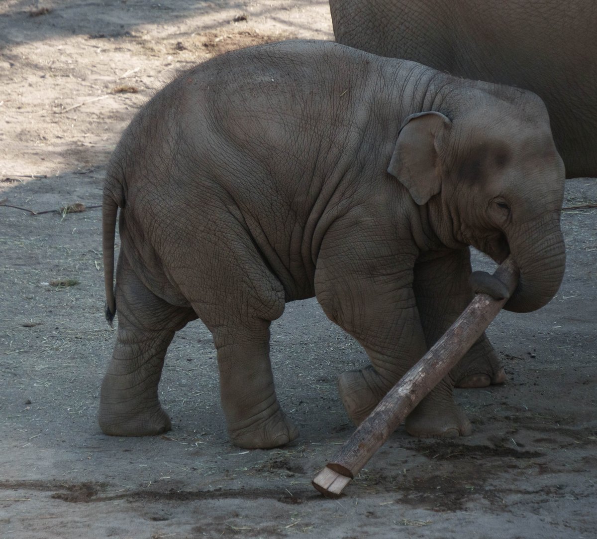BrianDeFella's tweet photo. Baby elephant with a big stick. Photographed by this fella today, because everyone needs to decompress. I could spend hours (and do) watching her. Delightful little critter. https://t.co/NtL1jA7UKj