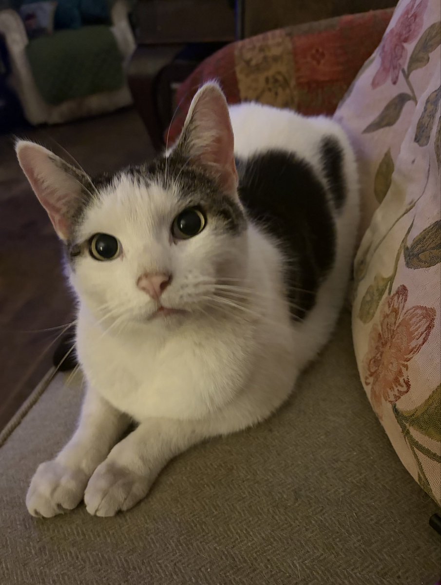 BarbaraSutton15's tweet photo. Meet Charlie he is well fed today he had his super expensive biscuits &amp; wet food-this is the please can I have some cheese look-I said no https://t.co/JOzTNMD3jL