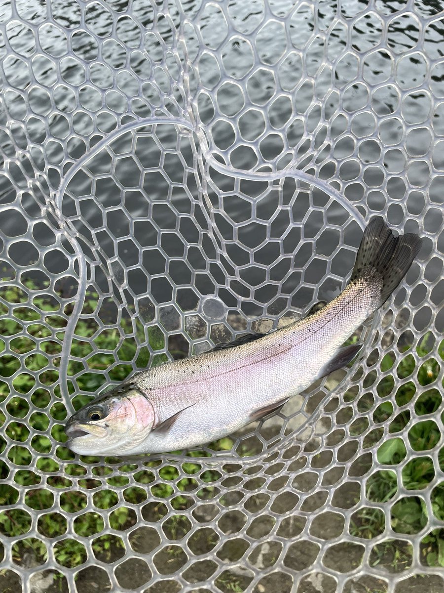 POPLA_takeuchi's tweet photo. スモールサイズが7匹🐟

さて、帰ろう https://t.co/pTFlsILbcW