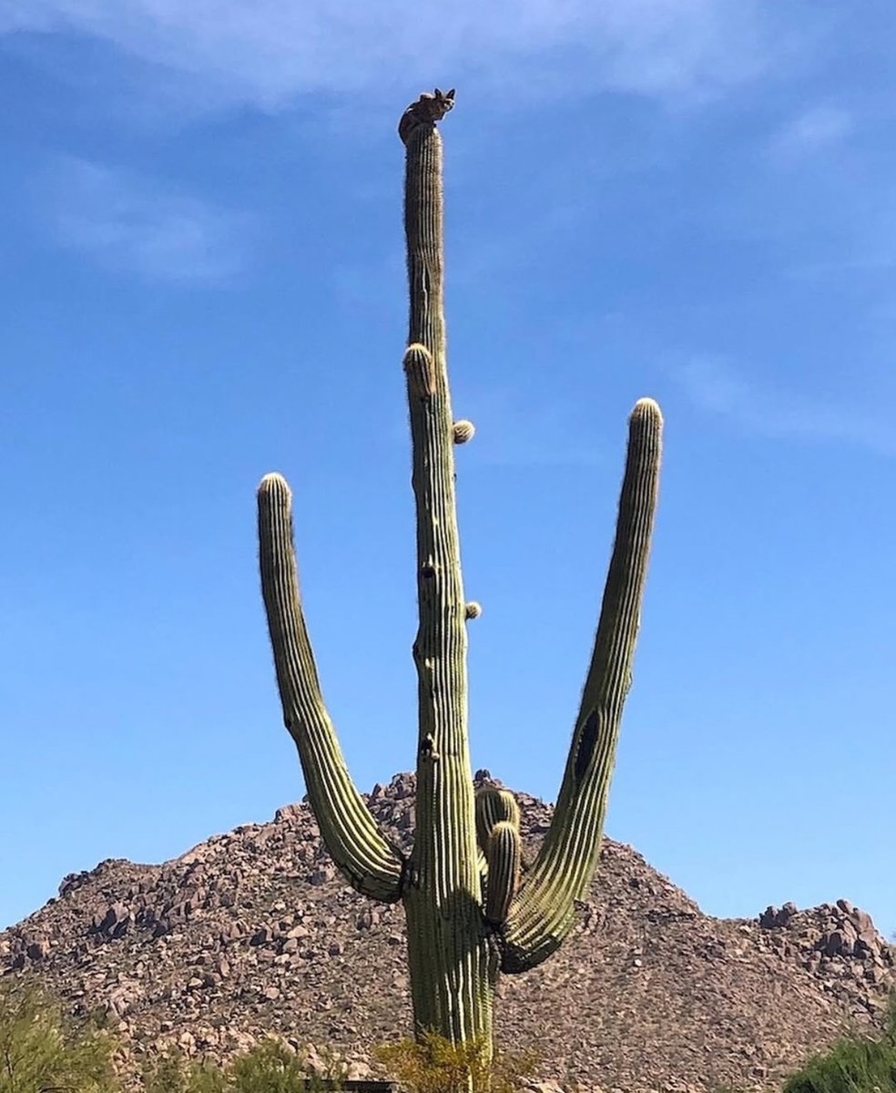 paperparrot_'s tweet photo. Adult bobcats do not have many enemies but in Arizona, they climb cactus to claim their kingdom, stay out of reach of coyotes and mountain lions, watch for prey and get off the ground.

The desert looks empty until a cat is sitting on a saguaro like it owns the place.

[Credit: @pandoraplantt on Instagram.]