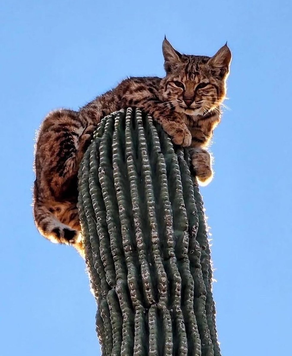 paperparrot_'s tweet photo. Adult bobcats do not have many enemies but in Arizona, they climb cactus to claim their kingdom, stay out of reach of coyotes and mountain lions, watch for prey and get off the ground.

The desert looks empty until a cat is sitting on a saguaro like it owns the place.

[Credit: @pandoraplantt on Instagram.]