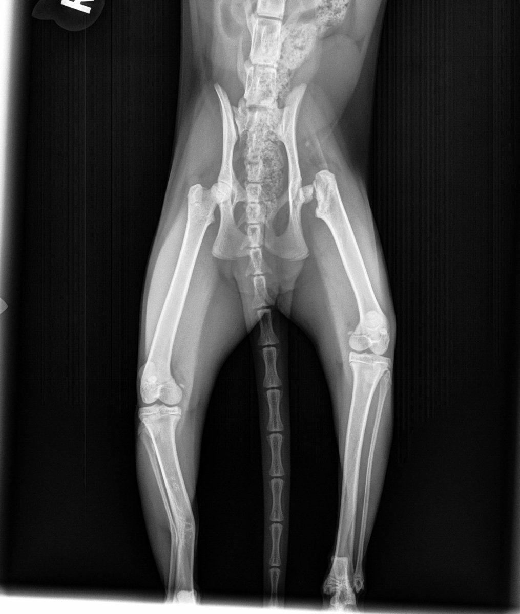 GrimmiVT's tweet photo. Update: Poor Oreo's going through it- She's okay now, but before I got her she got stepped on and apparently her leg also broke and healed weird

She's getting surgery for her hip, she's already on pain meds and has always been able to run around and go nuts- but poor little lady https://t.co/8BdaudqXwB