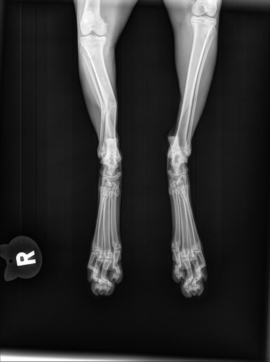 GrimmiVT's tweet photo. Update: Poor Oreo's going through it- She's okay now, but before I got her she got stepped on and apparently her leg also broke and healed weird

She's getting surgery for her hip, she's already on pain meds and has always been able to run around and go nuts- but poor little lady https://t.co/8BdaudqXwB