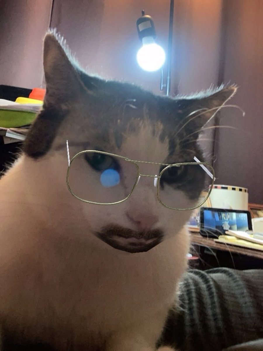 shellyshell2u's tweet photo. Curly πΊ #catselfie #cats_of_instagram #catsofinstagram #catstagram #cats_of_world #catsoftheday #instacat #catsofig #catsoftwitter #catsofbluesky #cat #cats #snapchat #curlythecat https://t.co/RGXWVMrG2h