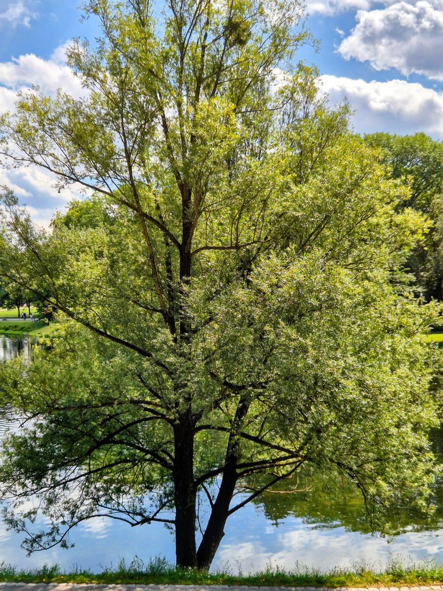 ChristianHbc3qP's tweet photo. Guten Morgen 🌳 https://t.co/PBzWf3CqE8
