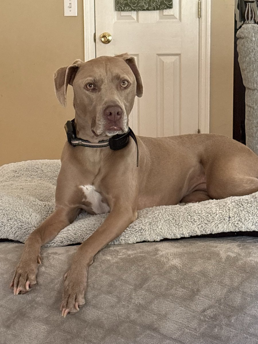 KimRaceRod's tweet photo. @ugcninja1 Hi I'm Kim a GenX single mom who loves my pup. I'd love to be considered. 
Email: kimjrace@yahoo.com

Portfolio: https://t.co/LH24ycJ5N2

￼ https://t.co/Kh850Z5guO