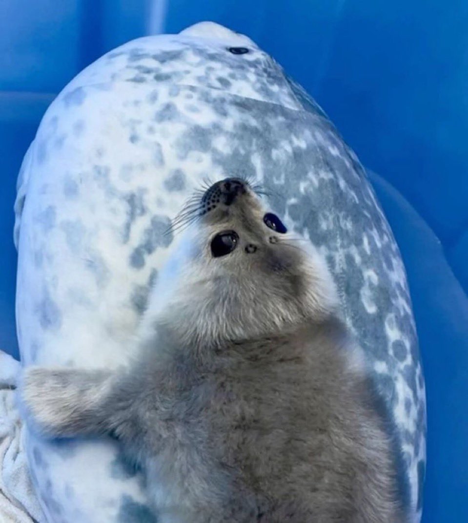 fiddlerboi's tweet photo. There’s something off about that big seal… https://t.co/hTH8vJcd6G